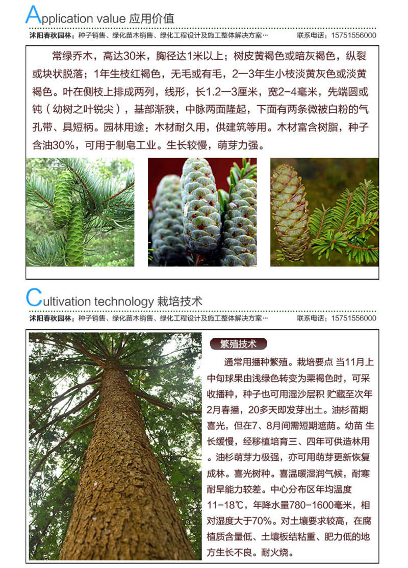 油杉種子應用價值及種植技術