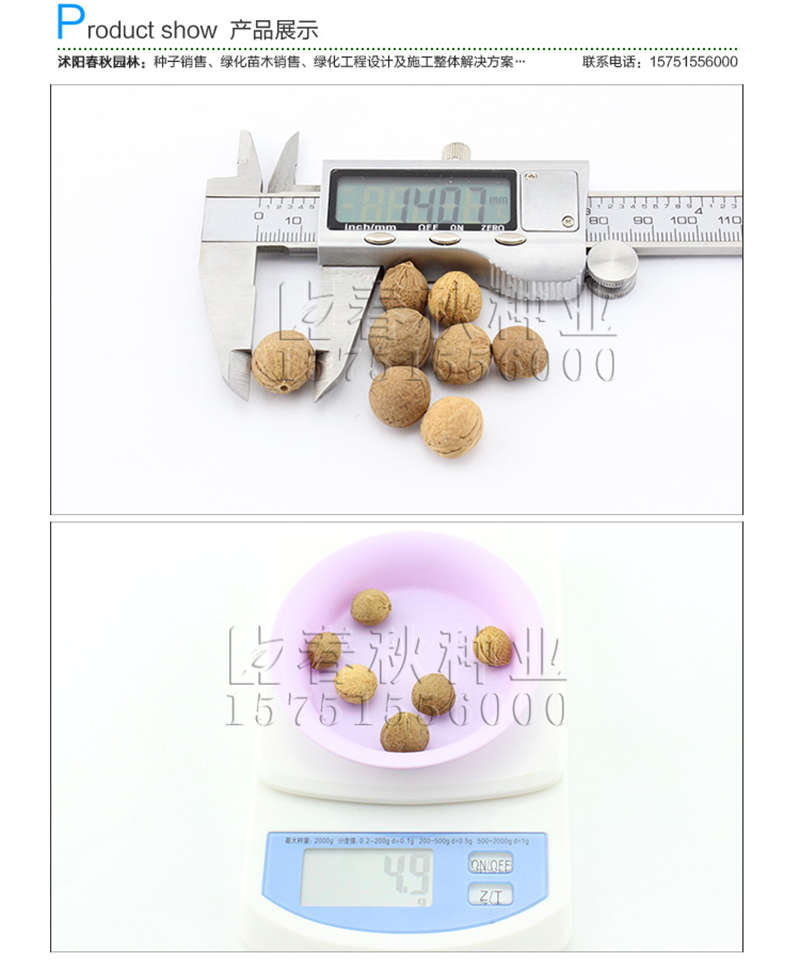 榆葉梅種子銷售參考價格