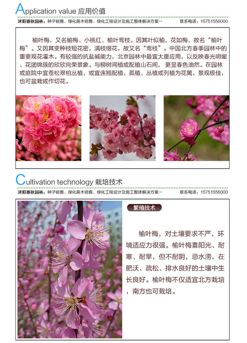 榆葉梅種子應用價值及種植技術