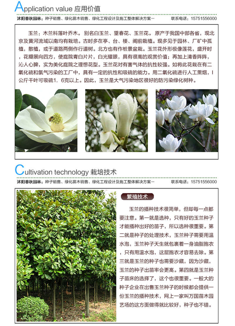 玉蘭(凈籽)種子應用價值及種植技術