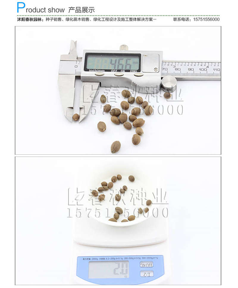 玉玲花種子銷售參考價格