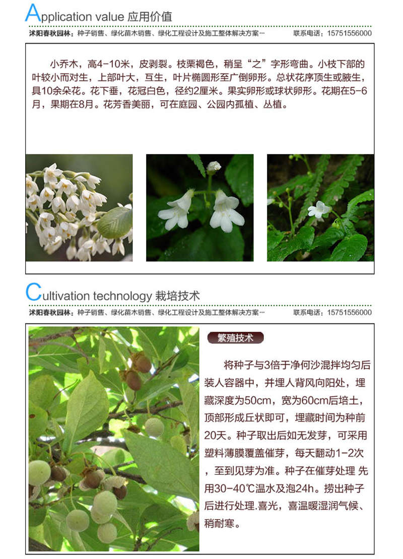 玉玲花種子應用價值及種植技術