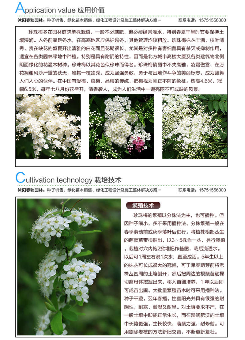 珍珠梅種子應用價值及種植技術
