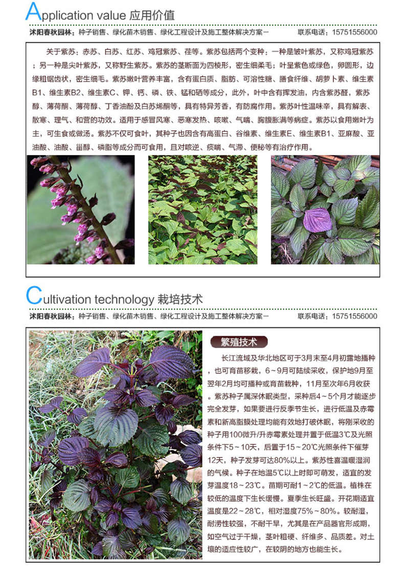 紫蘇種子應(yīng)用價(jià)值及種植技術(shù)