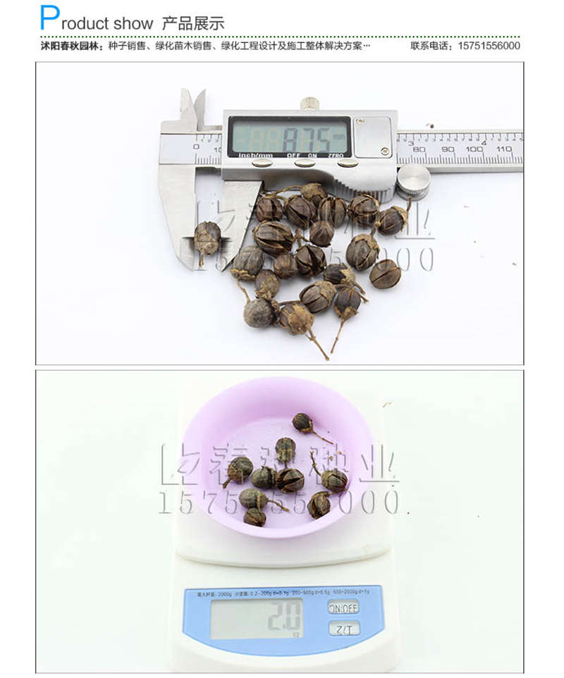 紫薇種子銷售參考價格