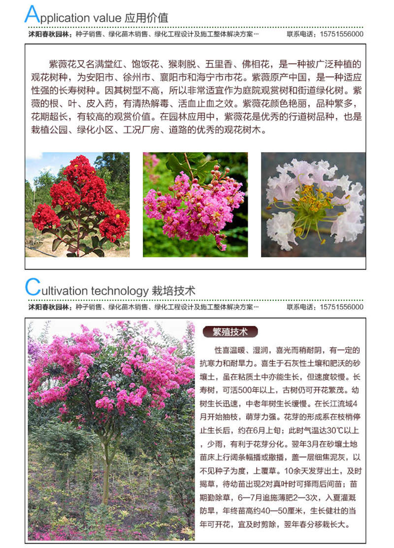 紫薇種子應用價值及種植技術