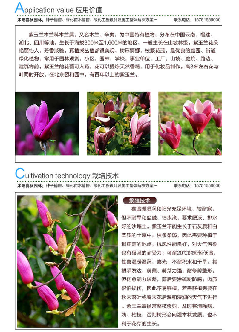 紫玉蘭種子應用價值及種植技術