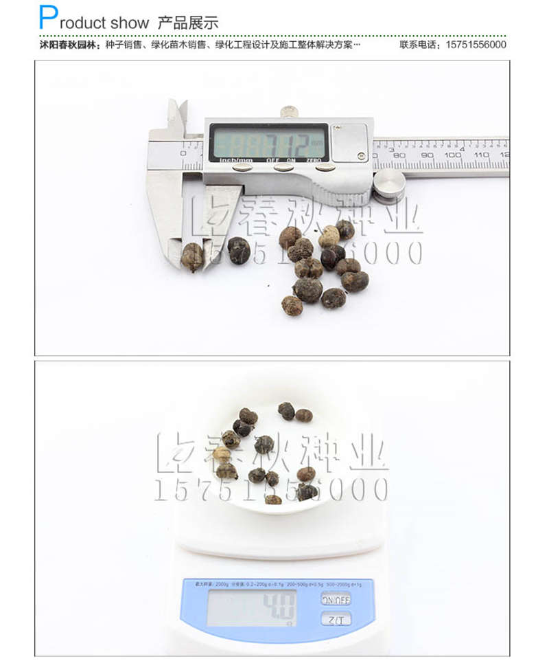 棕櫚種子銷售參考價(jià)格