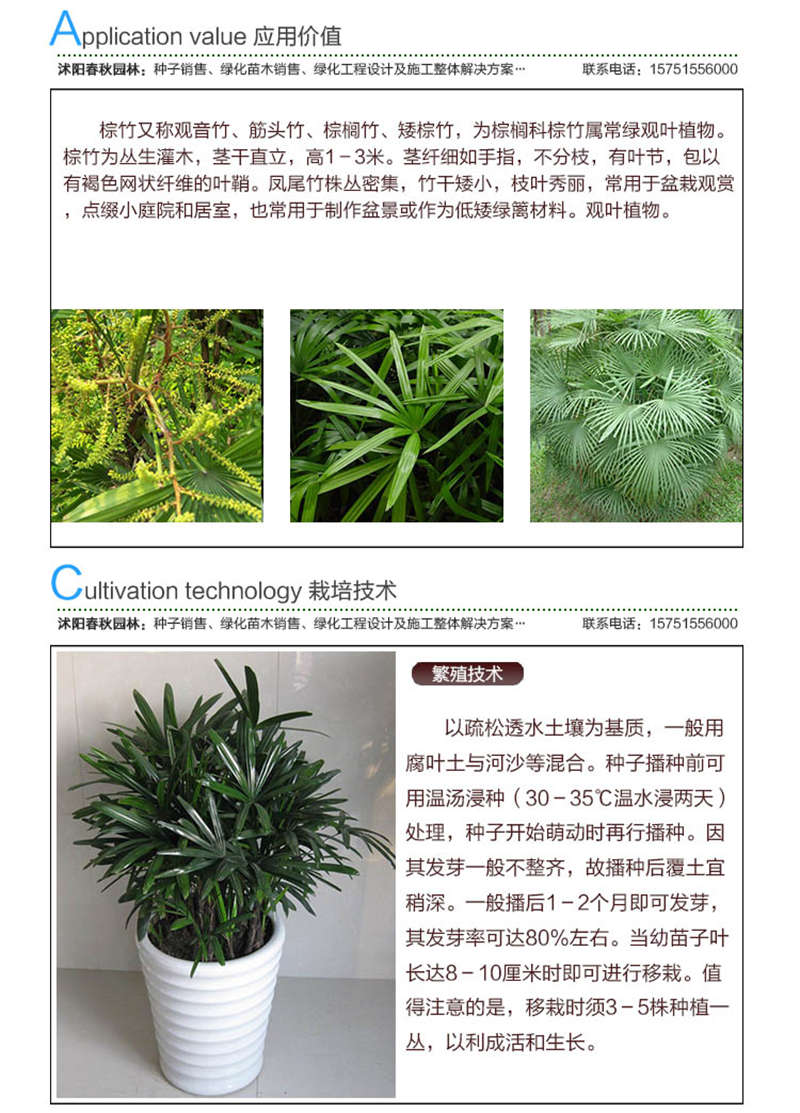 棕竹種子應用價值及種植技術
