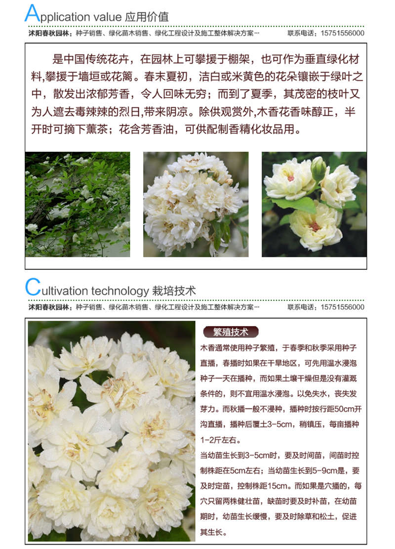 木香種子應用價值及種植技術