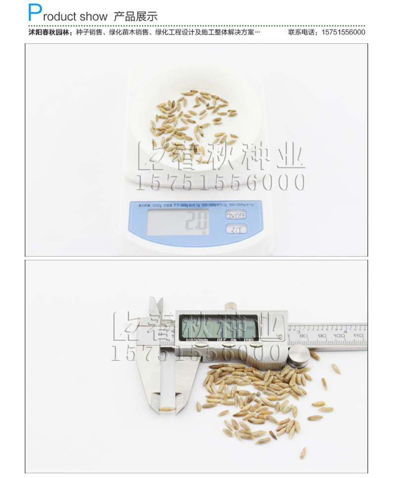 黑麥草(牧草)種子銷售參考價格