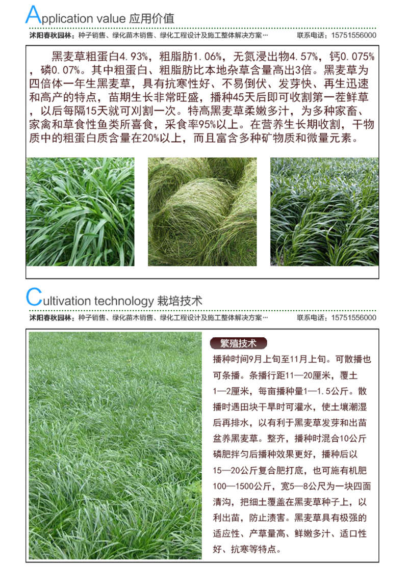 黑麥草(牧草)種子應用價值及種植技術