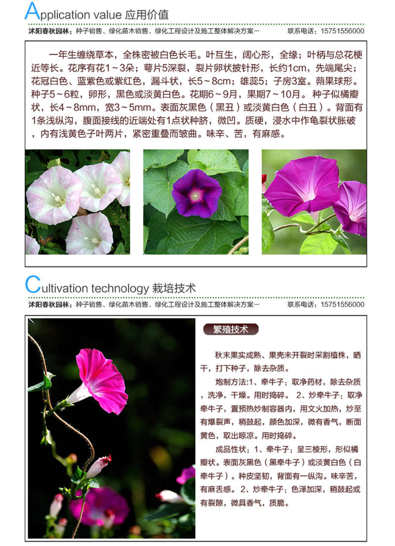 白丑種子應用價值及種植技術