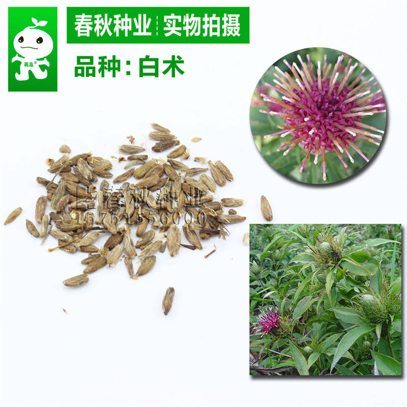 白術