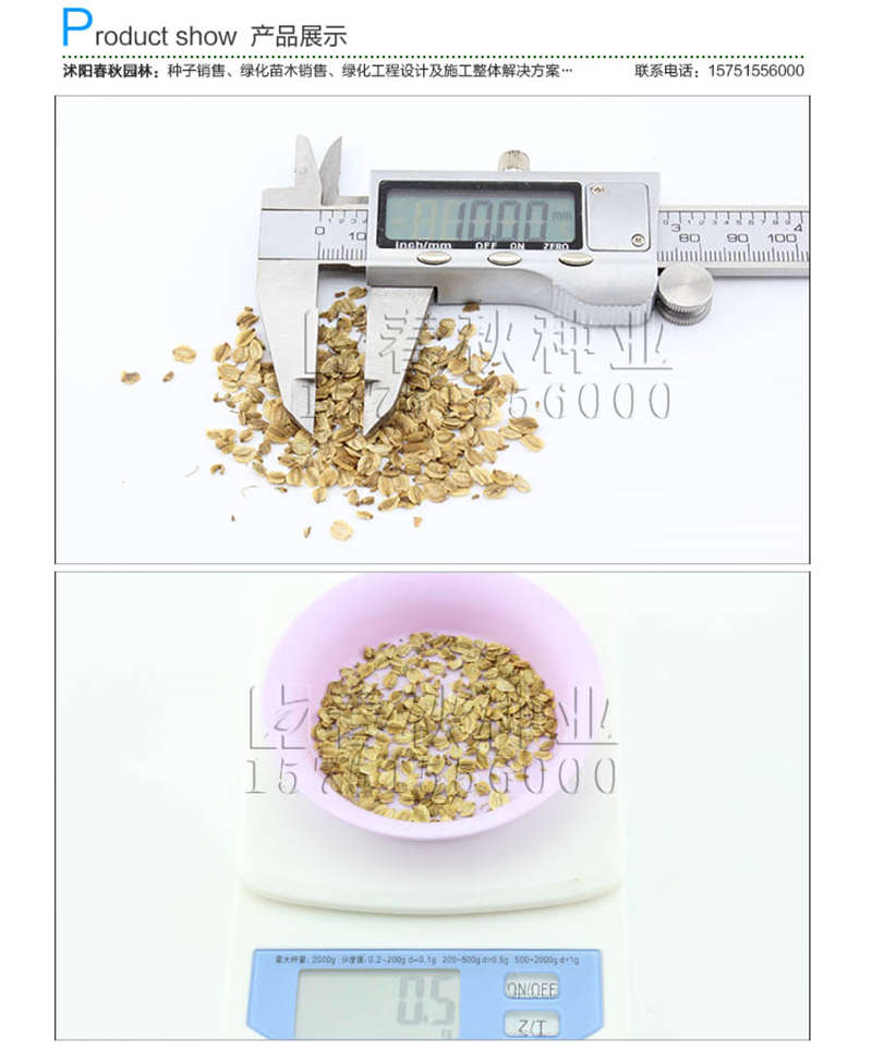 白芷種子銷售參考價(jià)格