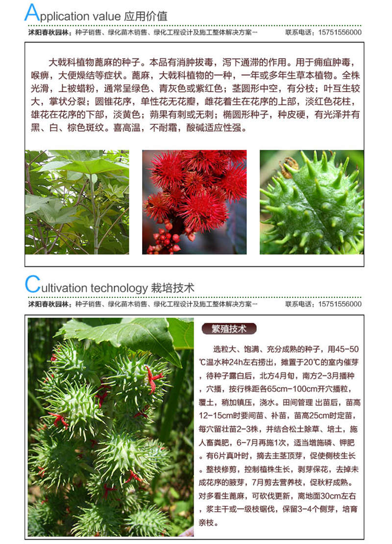 蓖麻籽種子應(yīng)用價值及種植技術(shù)