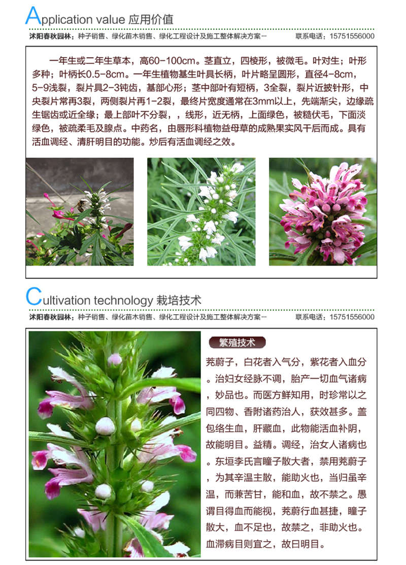 茺蔚子種子應用價值及種植技術