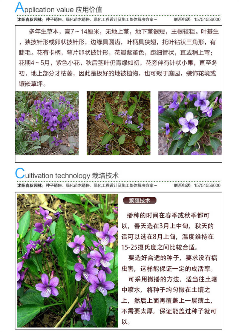 地丁種子應用價值及種植技術