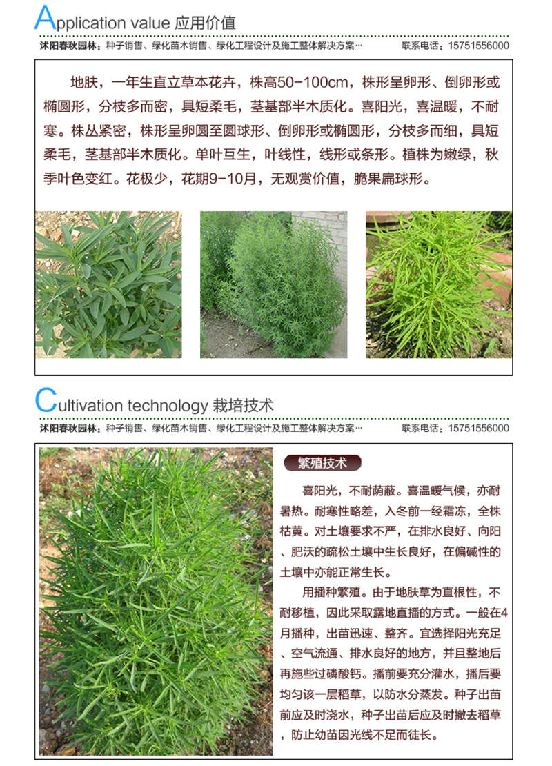 地膚種子應用價值及種植技術