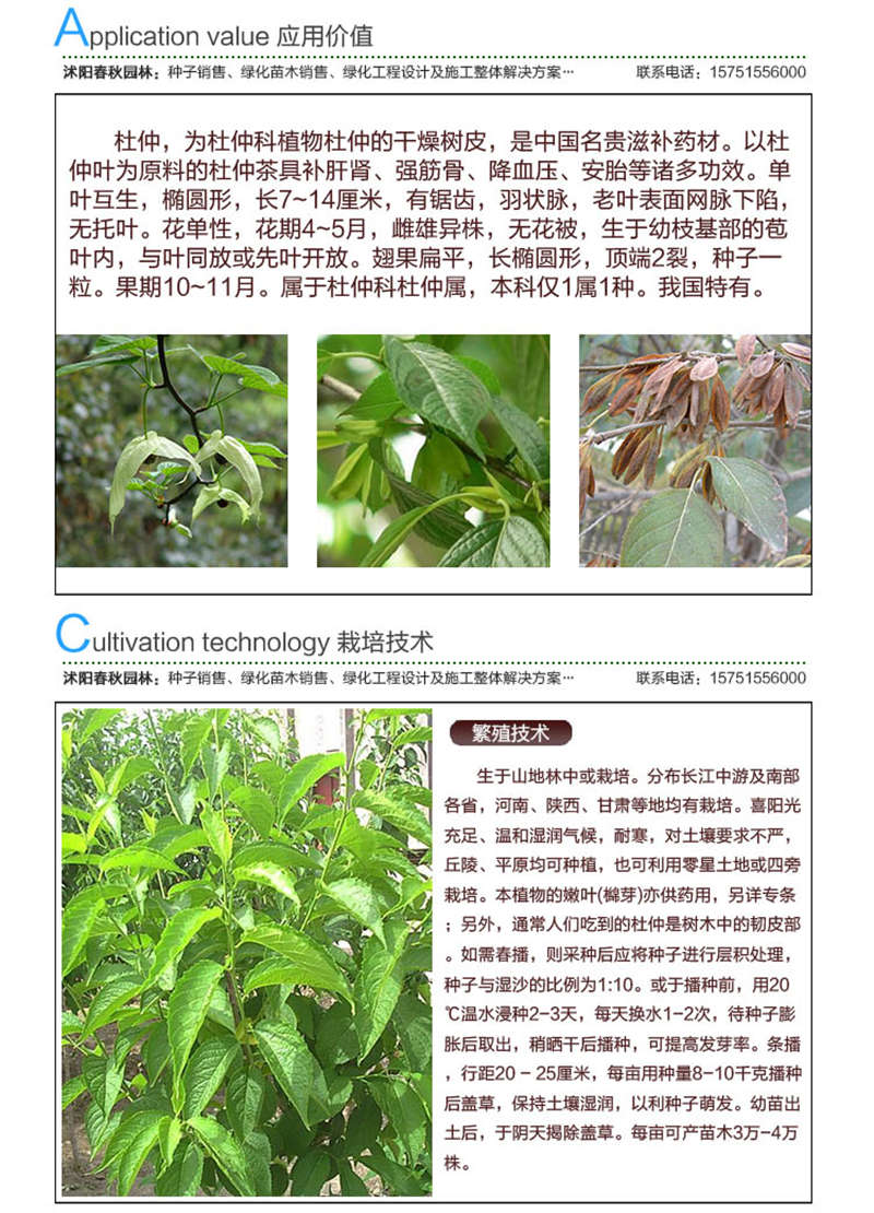 杜仲種子應用價值及種植技術