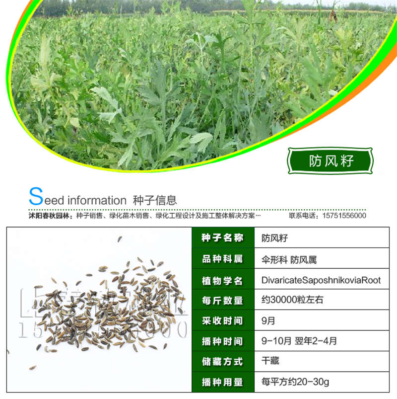 防風籽種子基本信息