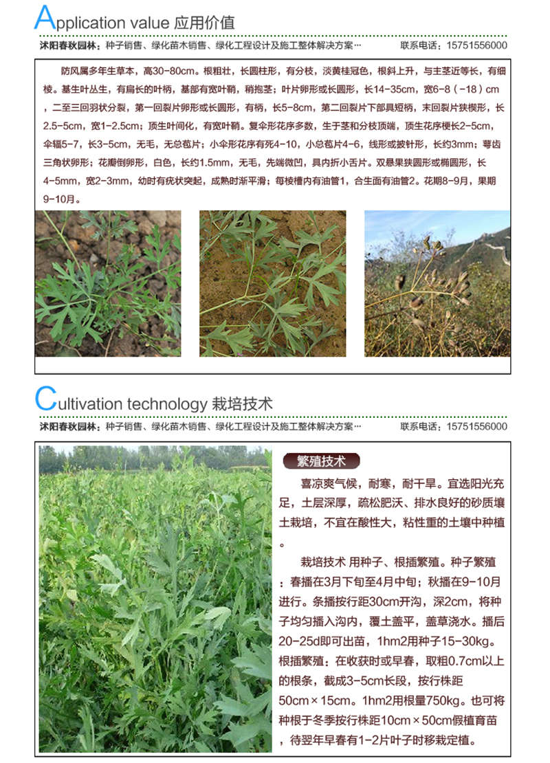 防風籽種子應用價值及種植技術