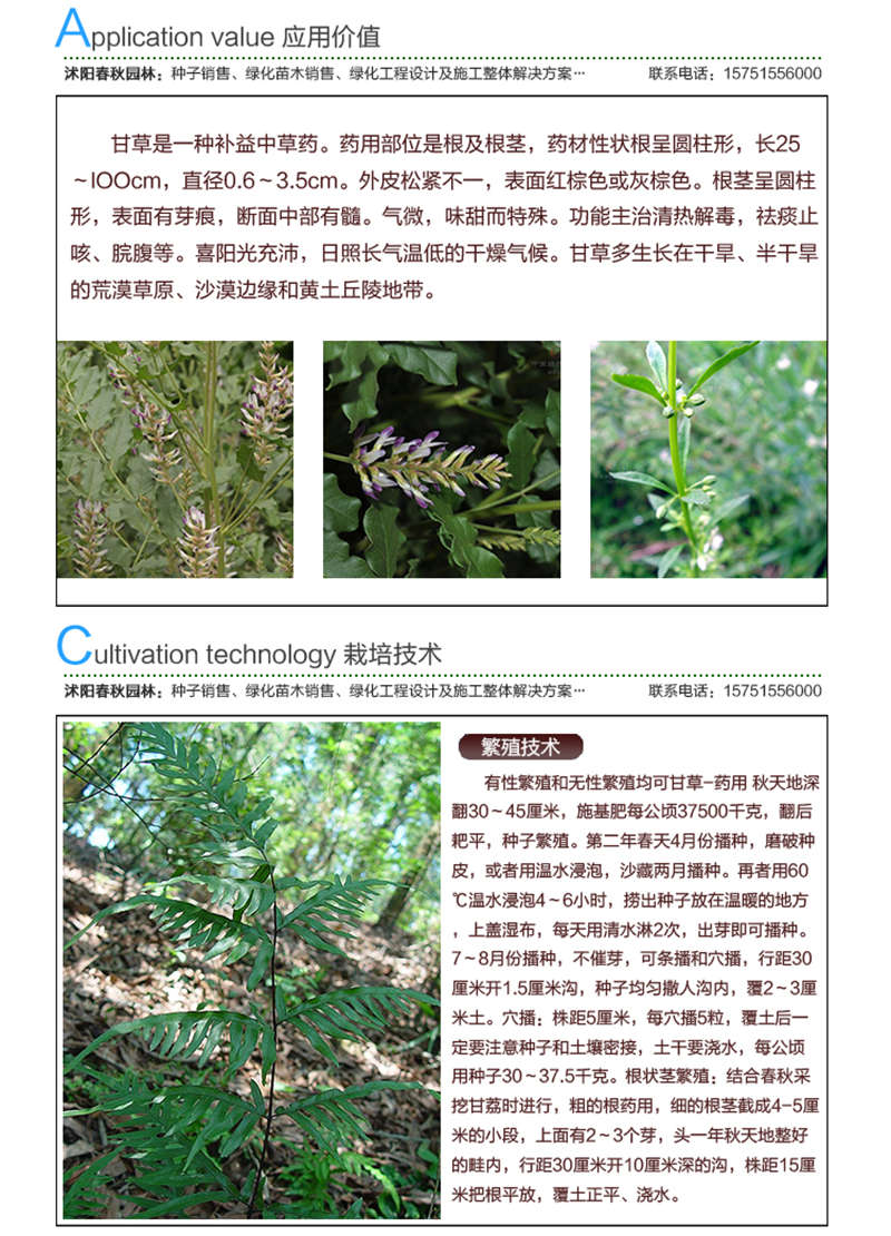 甘草種子應用價值及種植技術