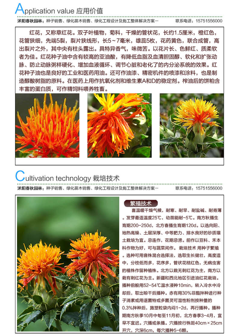 紅花種子應用價值及種植技術