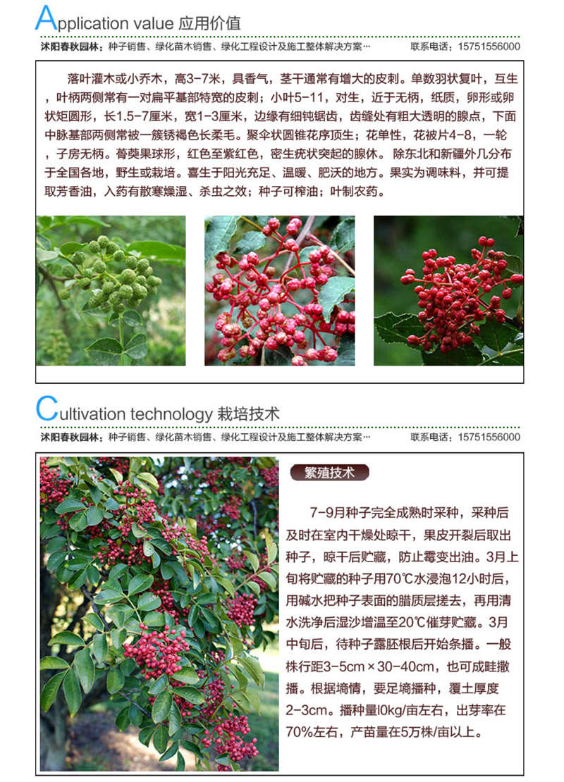 花椒種子應用價值及種植技術