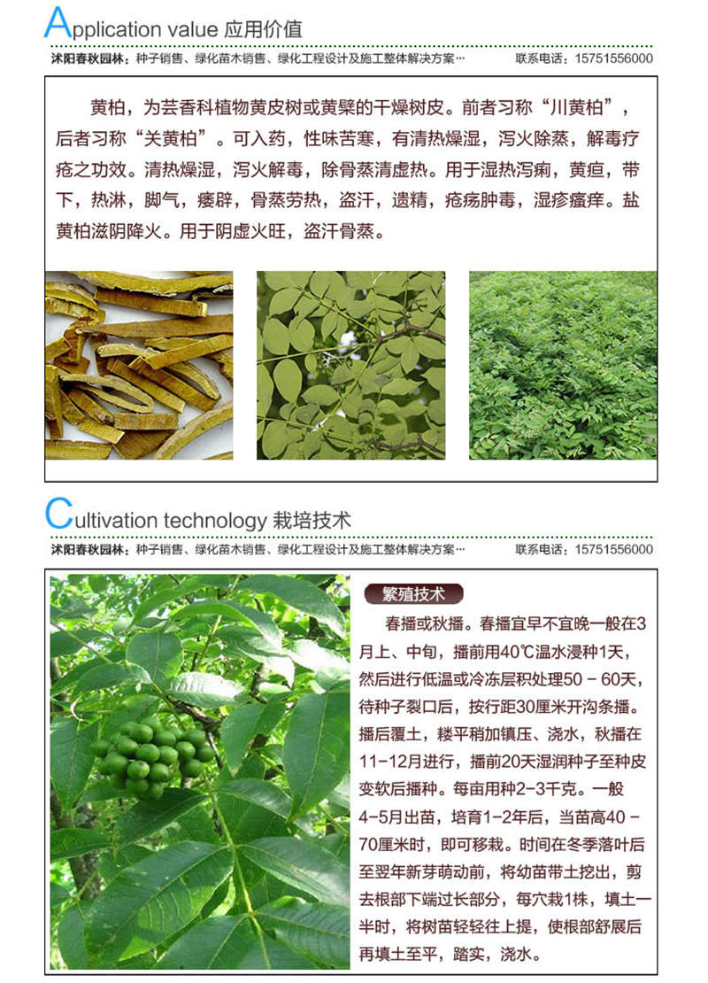 黃柏種子應用價值及種植技術
