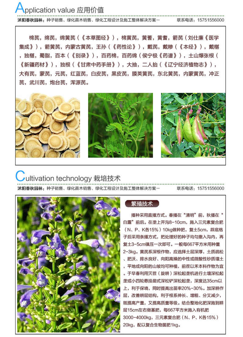 黃芪種子應(yīng)用價(jià)值及種植技術(shù)