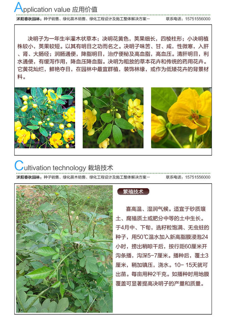 決明子種子應(yīng)用價值及種植技術(shù)