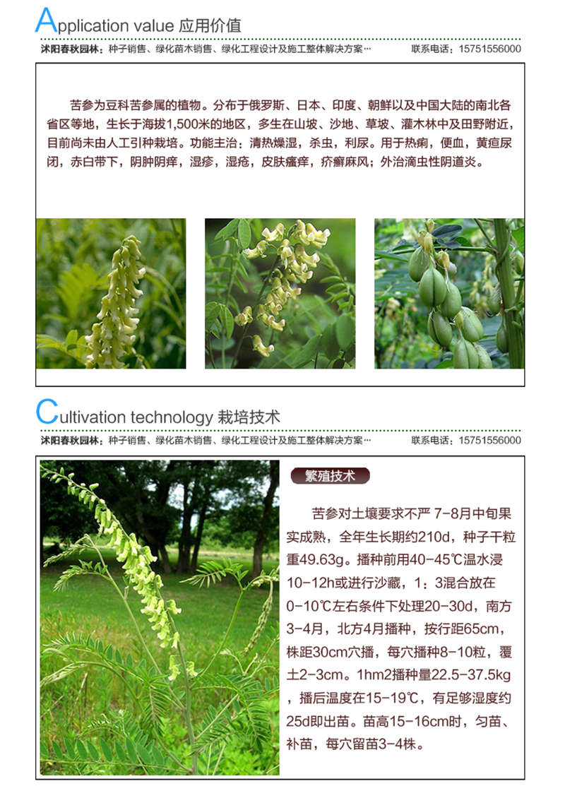 苦參種子應(yīng)用價值及種植技術(shù)