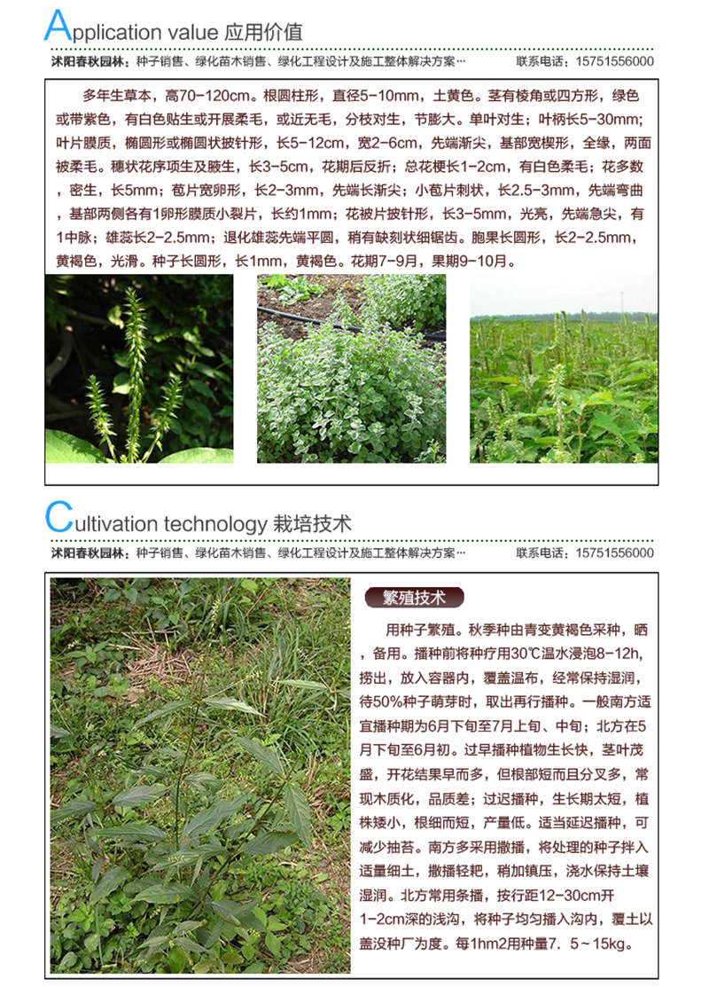 牛膝種子應用價值及種植技術