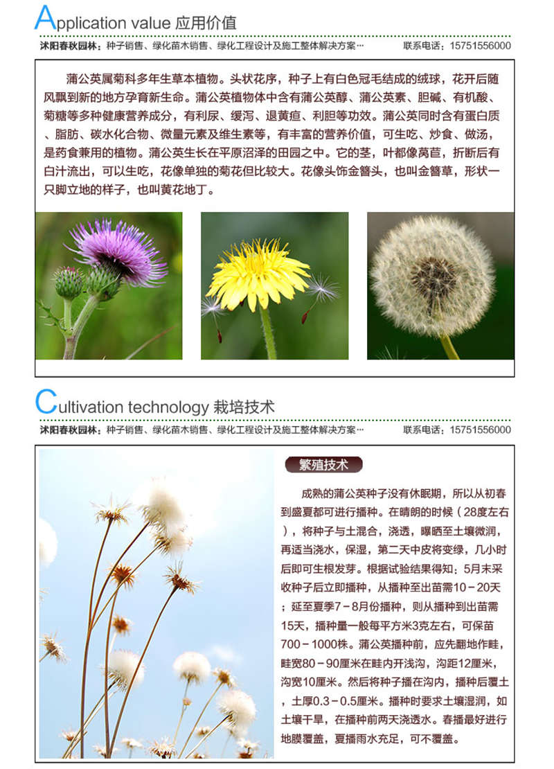 蒲公英種子應(yīng)用價(jià)值及種植技術(shù)