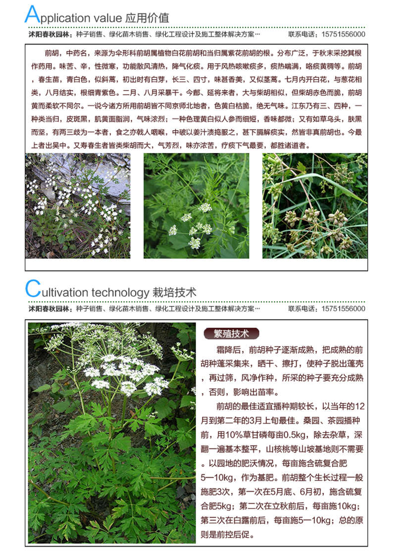 前胡種子應用價值及種植技術