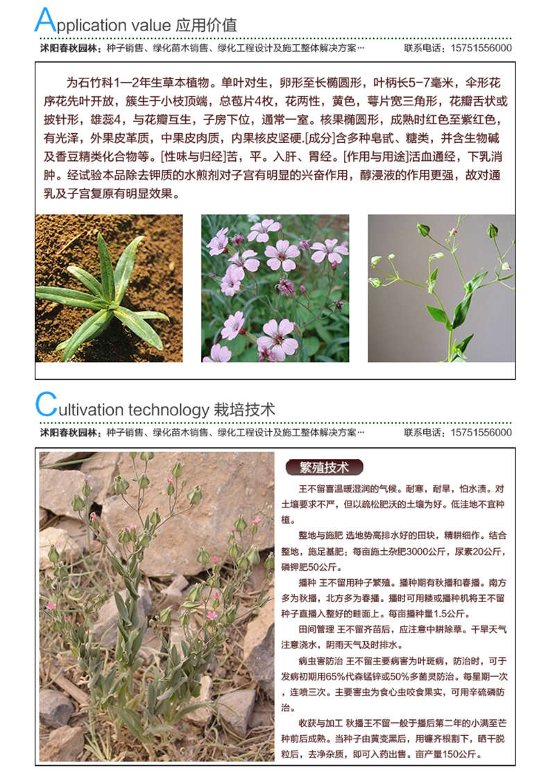 王不留種子應用價值及種植技術