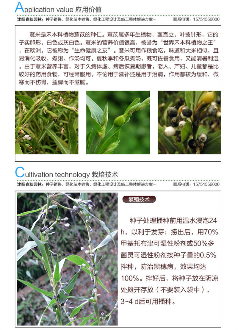 薏米種子應用價值及種植技術