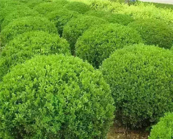 小葉黃楊形態特征