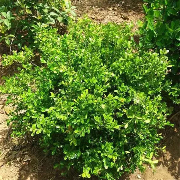 黃楊形態特征
