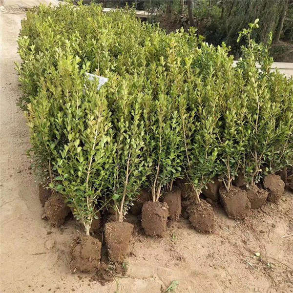黃楊生長習性