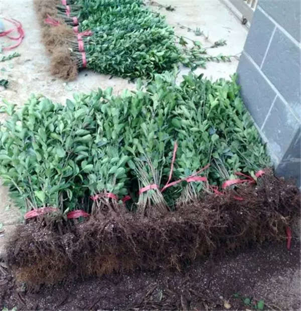 冬青形態特征
