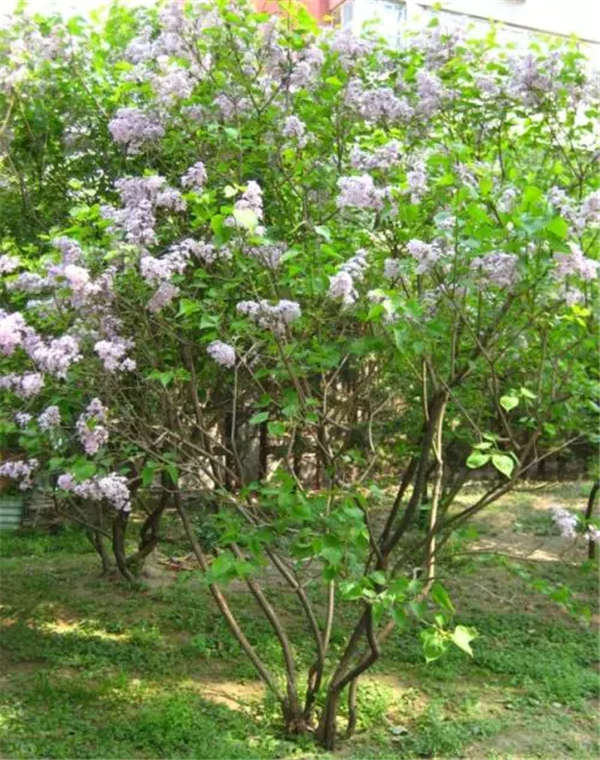 丁香產(chǎn)地價格