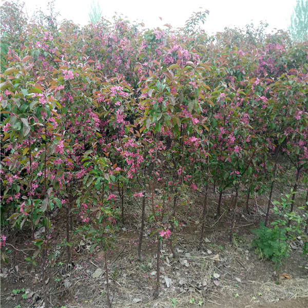櫻花樹(shù)基本信息