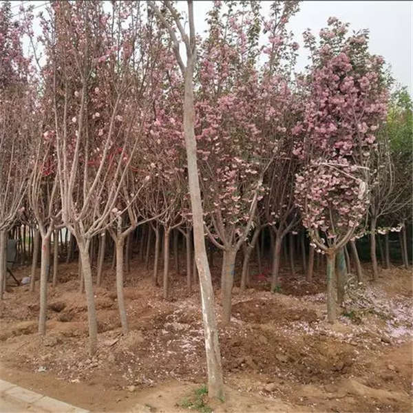 櫻花樹(shù)形態(tài)特征