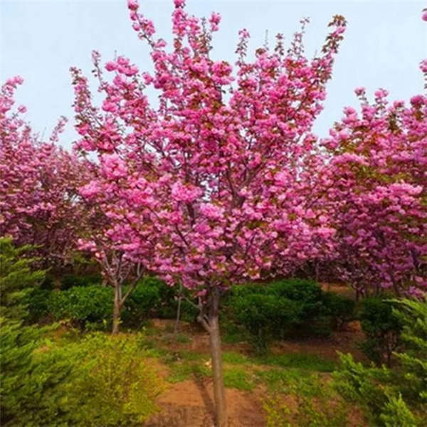 櫻花樹(shù)生長(zhǎng)習(xí)性