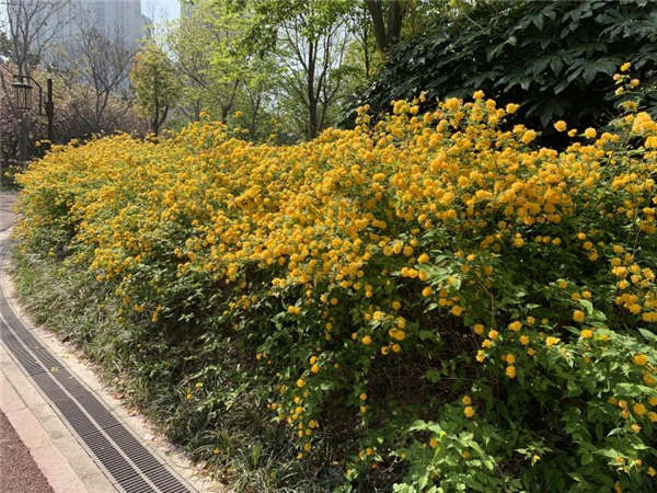 棣棠產地價格