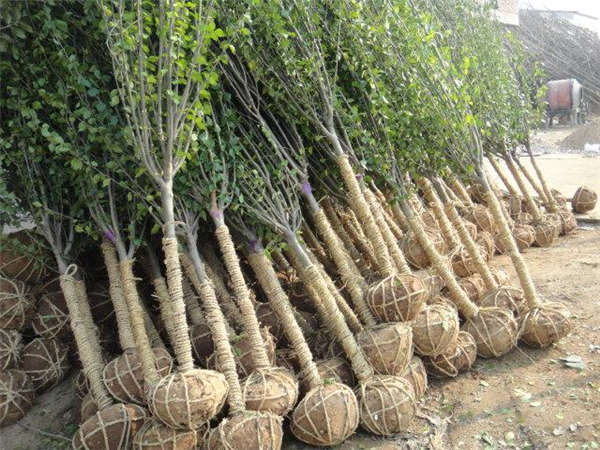 木槿形態特征