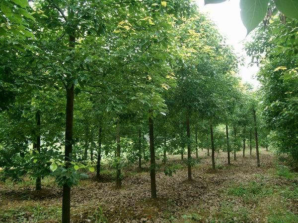 香樟樹產地價格