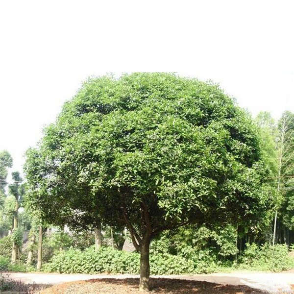 香樟樹形態特征